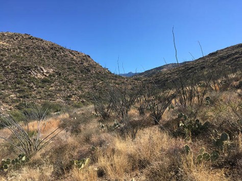 The Douglas Spring trail, in Saguaro National Park, east of Tucson